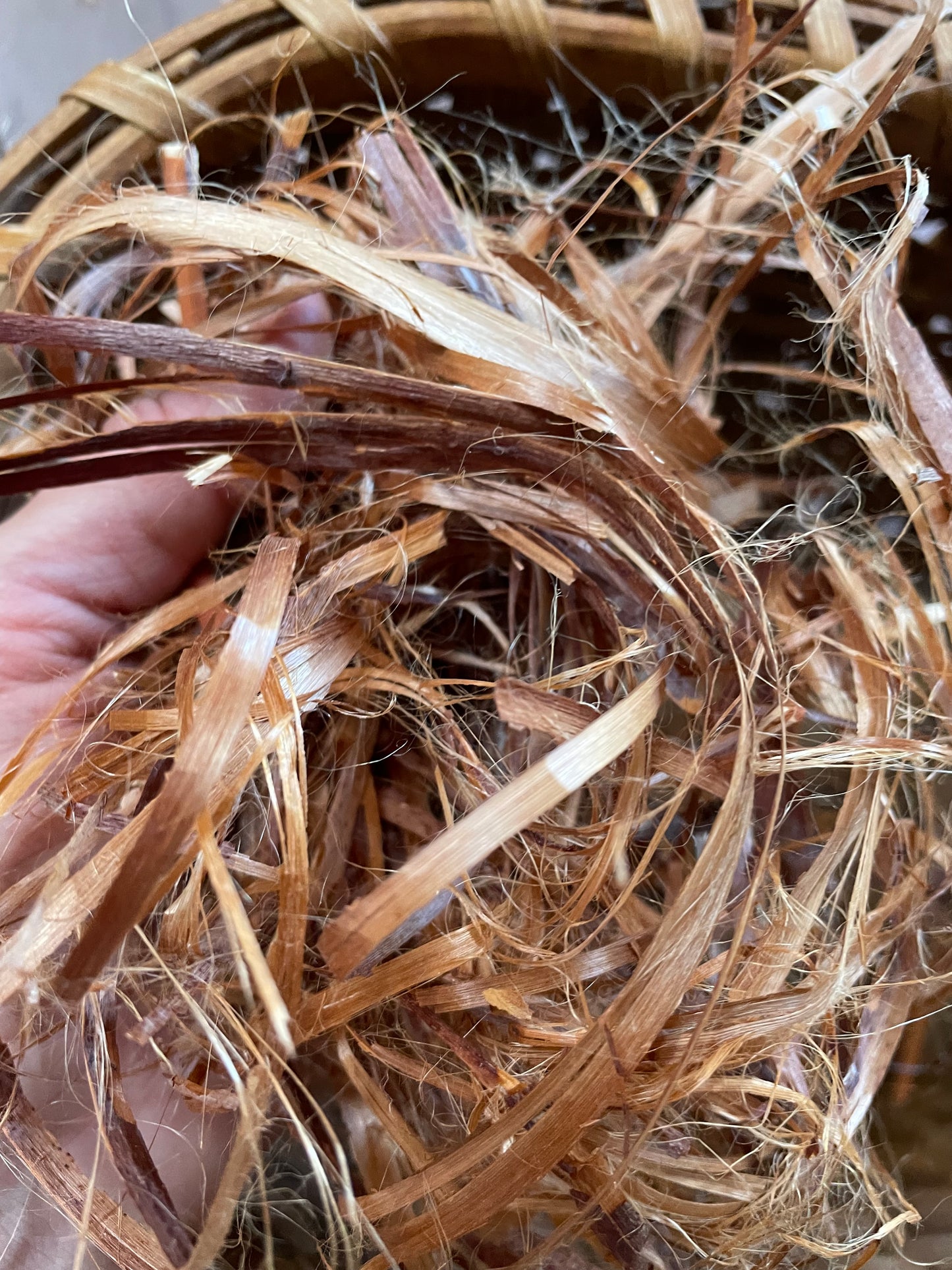 CLASS: Forage + Fibers 1: String Thing - Make Cordage from Dogbane, Agave and Corn Husks with Carol Padberg: Saturday, March 15th, 2025: 11am-5pm