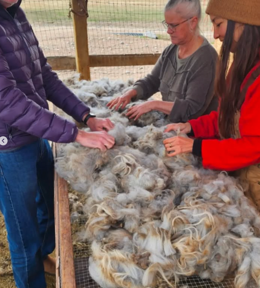 CLASS: From Fleece to Yarn: Fleece Processing Workshop with Carol Nieukirk, Tuesday and/or Wednesday, October 14th & 15th, 11am-4pm, 2025